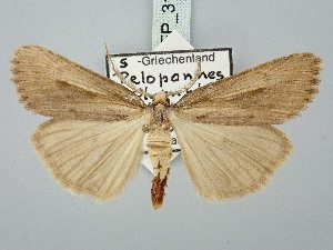  ( - BGE_ZSM_LEP_3191)  @11 [ ] by-nc-sa (2025) SNSB, Staatliche Naturwissenschaftliche Sammlungen Bayerns ZSM (SNSB, Zoologische Staatssammlung Muenchen)