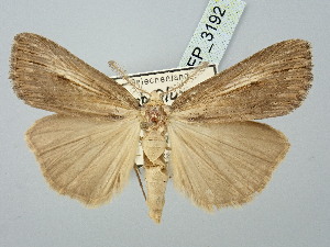  ( - BGE_ZSM_LEP_3192)  @11 [ ] by-nc-sa (2025) SNSB, Staatliche Naturwissenschaftliche Sammlungen Bayerns ZSM (SNSB, Zoologische Staatssammlung Muenchen)