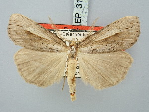  ( - BGE_ZSM_LEP_3193)  @11 [ ] by-nc-sa (2025) SNSB, Staatliche Naturwissenschaftliche Sammlungen Bayerns ZSM (SNSB, Zoologische Staatssammlung Muenchen)