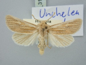  ( - BGE_ZSM_LEP_3194)  @11 [ ] by-nc-sa (2025) SNSB, Staatliche Naturwissenschaftliche Sammlungen Bayerns ZSM (SNSB, Zoologische Staatssammlung Muenchen)