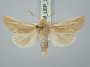  ( - BGE_ZSM_LEP_3195)  @11 [ ] by-nc-sa (2025) SNSB, Staatliche Naturwissenschaftliche Sammlungen Bayerns ZSM (SNSB, Zoologische Staatssammlung Muenchen)