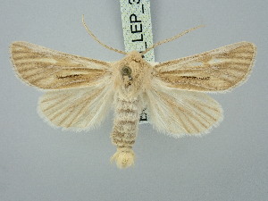 ( - BGE_ZSM_LEP_3196)  @11 [ ] by-nc-sa (2025) SNSB, Staatliche Naturwissenschaftliche Sammlungen Bayerns ZSM (SNSB, Zoologische Staatssammlung Muenchen)