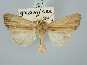  ( - BGE_ZSM_LEP_3198)  @11 [ ] by-nc-sa (2025) SNSB, Staatliche Naturwissenschaftliche Sammlungen Bayerns ZSM (SNSB, Zoologische Staatssammlung Muenchen)