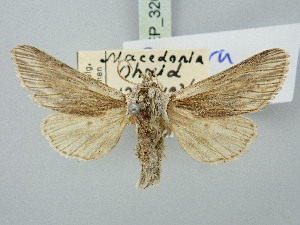  ( - BGE_ZSM_LEP_3208)  @11 [ ] by-nc-sa (2025) SNSB, Staatliche Naturwissenschaftliche Sammlungen Bayerns ZSM (SNSB, Zoologische Staatssammlung Muenchen)