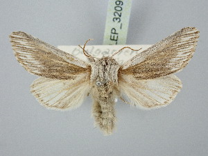  ( - BGE_ZSM_LEP_3209)  @11 [ ] by-nc-sa (2025) SNSB, Staatliche Naturwissenschaftliche Sammlungen Bayerns ZSM (SNSB, Zoologische Staatssammlung Muenchen)