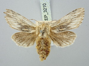  ( - BGE_ZSM_LEP_3210)  @11 [ ] by-nc-sa (2025) SNSB, Staatliche Naturwissenschaftliche Sammlungen Bayerns ZSM (SNSB, Zoologische Staatssammlung Muenchen)
