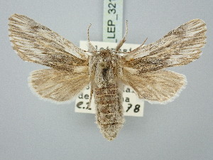 ( - BGE_ZSM_LEP_3211)  @11 [ ] by-nc-sa (2025) SNSB, Staatliche Naturwissenschaftliche Sammlungen Bayerns ZSM (SNSB, Zoologische Staatssammlung Muenchen)