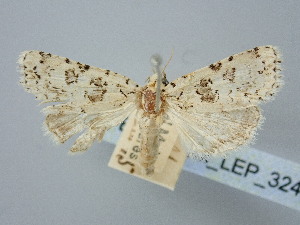  ( - BGE_ZSM_LEP_3242)  @11 [ ] by-nc-sa (2025) SNSB, Staatliche Naturwissenschaftliche Sammlungen Bayerns ZSM (SNSB, Zoologische Staatssammlung Muenchen)