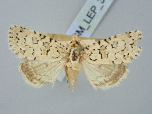  ( - BGE_ZSM_LEP_3243)  @11 [ ] by-nc-sa (2025) SNSB, Staatliche Naturwissenschaftliche Sammlungen Bayerns ZSM (SNSB, Zoologische Staatssammlung Muenchen)