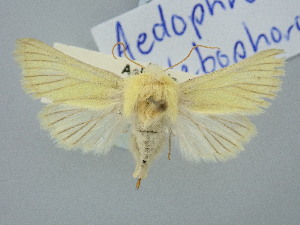 (Aedophron - BGE_ZSM_LEP_3249)  @11 [ ] by-nc-sa (2025) SNSB, Staatliche Naturwissenschaftliche Sammlungen Bayerns ZSM (SNSB, Zoologische Staatssammlung Muenchen)