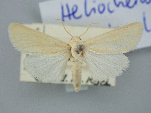  (Heliocheilus syrticola - BGE_ZSM_LEP_3261)  @11 [ ] by-nc-sa (2025) SNSB, Staatliche Naturwissenschaftliche Sammlungen Bayerns ZSM (SNSB, Zoologische Staatssammlung Muenchen)