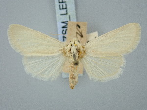  ( - BGE_ZSM_LEP_3262)  @11 [ ] by-nc-sa (2025) SNSB, Staatliche Naturwissenschaftliche Sammlungen Bayerns ZSM (SNSB, Zoologische Staatssammlung Muenchen)