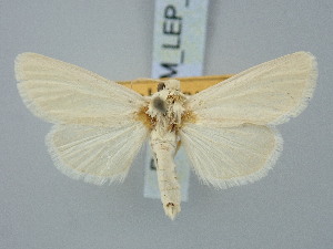  ( - BGE_ZSM_LEP_3264)  @11 [ ] by-nc-sa (2025) SNSB, Staatliche Naturwissenschaftliche Sammlungen Bayerns ZSM (SNSB, Zoologische Staatssammlung Muenchen)