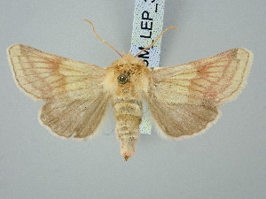  ( - BGE_ZSM_LEP_3266)  @11 [ ] by-nc-sa (2025) SNSB, Staatliche Naturwissenschaftliche Sammlungen Bayerns ZSM (SNSB, Zoologische Staatssammlung Muenchen)