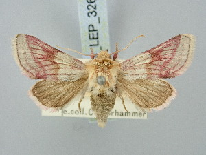  ( - BGE_ZSM_LEP_3267)  @11 [ ] by-nc-sa (2025) SNSB, Staatliche Naturwissenschaftliche Sammlungen Bayerns ZSM (SNSB, Zoologische Staatssammlung Muenchen)