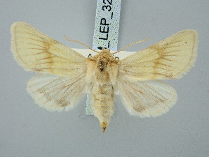  ( - BGE_ZSM_LEP_3268)  @11 [ ] by-nc-sa (2025) SNSB, Staatliche Naturwissenschaftliche Sammlungen Bayerns ZSM (SNSB, Zoologische Staatssammlung Muenchen)