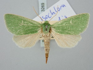  ( - BGE_ZSM_LEP_3269)  @11 [ ] by-nc-sa (2025) SNSB, Staatliche Naturwissenschaftliche Sammlungen Bayerns ZSM (SNSB, Zoologische Staatssammlung Muenchen)
