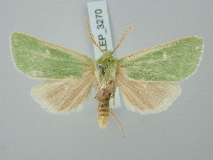  ( - BGE_ZSM_LEP_3270)  @11 [ ] by-nc-sa (2025) SNSB, Staatliche Naturwissenschaftliche Sammlungen Bayerns ZSM (SNSB, Zoologische Staatssammlung Muenchen)