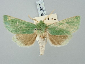  ( - BGE_ZSM_LEP_3271)  @11 [ ] by-nc-sa (2025) SNSB, Staatliche Naturwissenschaftliche Sammlungen Bayerns ZSM (SNSB, Zoologische Staatssammlung Muenchen)