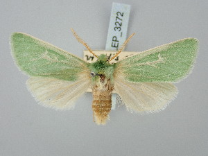  ( - BGE_ZSM_LEP_3272)  @11 [ ] by-nc-sa (2025) SNSB, Staatliche Naturwissenschaftliche Sammlungen Bayerns ZSM (SNSB, Zoologische Staatssammlung Muenchen)