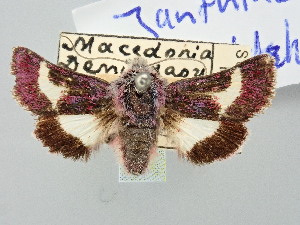  ( - BGE_ZSM_LEP_3273)  @11 [ ] by-nc-sa (2025) SNSB, Staatliche Naturwissenschaftliche Sammlungen Bayerns ZSM (SNSB, Zoologische Staatssammlung Muenchen)