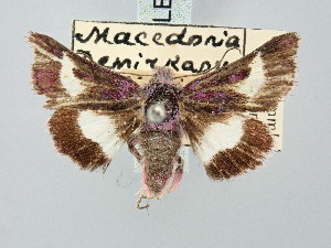  ( - BGE_ZSM_LEP_3274)  @11 [ ] by-nc-sa (2025) SNSB, Staatliche Naturwissenschaftliche Sammlungen Bayerns ZSM (SNSB, Zoologische Staatssammlung Muenchen)