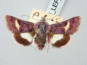  ( - BGE_ZSM_LEP_3275)  @11 [ ] by-nc-sa (2025) SNSB, Staatliche Naturwissenschaftliche Sammlungen Bayerns ZSM (SNSB, Zoologische Staatssammlung Muenchen)