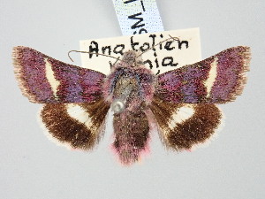  (Janthinea - BGE_ZSM_LEP_3276)  @11 [ ] by-nc-sa (2025) SNSB, Staatliche Naturwissenschaftliche Sammlungen Bayerns ZSM (SNSB, Zoologische Staatssammlung Muenchen)