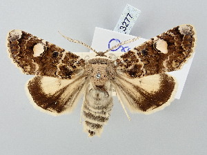  ( - BGE_ZSM_LEP_3277)  @11 [ ] by-nc-sa (2025) SNSB, Staatliche Naturwissenschaftliche Sammlungen Bayerns ZSM (SNSB, Zoologische Staatssammlung Muenchen)