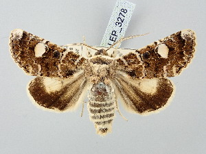 ( - BGE_ZSM_LEP_3278)  @11 [ ] by-nc-sa (2025) SNSB, Staatliche Naturwissenschaftliche Sammlungen Bayerns ZSM (SNSB, Zoologische Staatssammlung Muenchen)