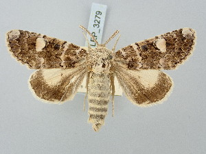  ( - BGE_ZSM_LEP_3279)  @11 [ ] by-nc-sa (2025) SNSB, Staatliche Naturwissenschaftliche Sammlungen Bayerns ZSM (SNSB, Zoologische Staatssammlung Muenchen)