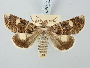  ( - BGE_ZSM_LEP_3280)  @11 [ ] by-nc-sa (2025) SNSB, Staatliche Naturwissenschaftliche Sammlungen Bayerns ZSM (SNSB, Zoologische Staatssammlung Muenchen)