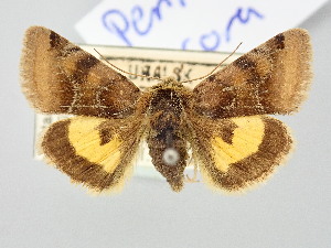  (Periphanes cora - BGE_ZSM_LEP_3281)  @11 [ ] by-nc-sa (2025) SNSB, Staatliche Naturwissenschaftliche Sammlungen Bayerns ZSM (SNSB, Zoologische Staatssammlung Muenchen)