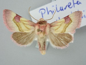  ( - BGE_ZSM_LEP_3284)  @11 [ ] by-nc-sa (2025) SNSB, Staatliche Naturwissenschaftliche Sammlungen Bayerns ZSM (SNSB, Zoologische Staatssammlung Muenchen)