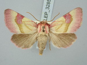  ( - BGE_ZSM_LEP_3285)  @11 [ ] by-nc-sa (2025) SNSB, Staatliche Naturwissenschaftliche Sammlungen Bayerns ZSM (SNSB, Zoologische Staatssammlung Muenchen)