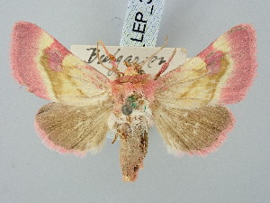  ( - BGE_ZSM_LEP_3286)  @11 [ ] by-nc-sa (2025) SNSB, Staatliche Naturwissenschaftliche Sammlungen Bayerns ZSM (SNSB, Zoologische Staatssammlung Muenchen)