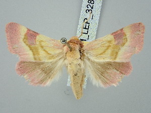  ( - BGE_ZSM_LEP_3287)  @11 [ ] by-nc-sa (2025) SNSB, Staatliche Naturwissenschaftliche Sammlungen Bayerns ZSM (SNSB, Zoologische Staatssammlung Muenchen)