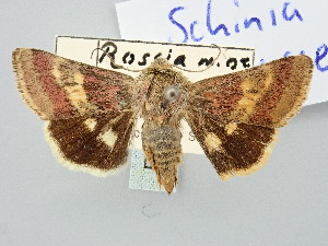  (Schinia purpurascens - BGE_ZSM_LEP_3292)  @11 [ ] by-nc-sa (2025) SNSB, Staatliche Naturwissenschaftliche Sammlungen Bayerns ZSM (SNSB, Zoologische Staatssammlung Muenchen)
