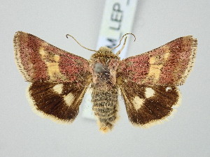  ( - BGE_ZSM_LEP_3293)  @11 [ ] by-nc-sa (2025) SNSB, Staatliche Naturwissenschaftliche Sammlungen Bayerns ZSM (SNSB, Zoologische Staatssammlung Muenchen)