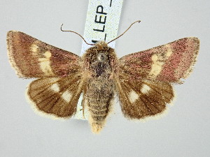  ( - BGE_ZSM_LEP_3294)  @11 [ ] by-nc-sa (2025) SNSB, Staatliche Naturwissenschaftliche Sammlungen Bayerns ZSM (SNSB, Zoologische Staatssammlung Muenchen)