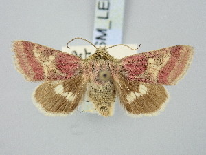  ( - BGE_ZSM_LEP_3295)  @11 [ ] by-nc-sa (2025) SNSB, Staatliche Naturwissenschaftliche Sammlungen Bayerns ZSM (SNSB, Zoologische Staatssammlung Muenchen)