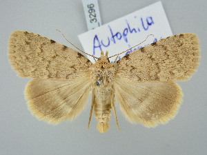  ( - BGE_ZSM_LEP_3296)  @11 [ ] by-nc-sa (2025) SNSB, Staatliche Naturwissenschaftliche Sammlungen Bayerns ZSM (SNSB, Zoologische Staatssammlung Muenchen)