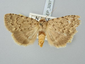  ( - BGE_ZSM_LEP_3297)  @11 [ ] by-nc-sa (2025) SNSB, Staatliche Naturwissenschaftliche Sammlungen Bayerns ZSM (SNSB, Zoologische Staatssammlung Muenchen)