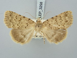  ( - BGE_ZSM_LEP_3298)  @11 [ ] by-nc-sa (2025) SNSB, Staatliche Naturwissenschaftliche Sammlungen Bayerns ZSM (SNSB, Zoologische Staatssammlung Muenchen)