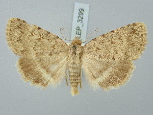  ( - BGE_ZSM_LEP_3299)  @11 [ ] by-nc-sa (2025) SNSB, Staatliche Naturwissenschaftliche Sammlungen Bayerns ZSM (SNSB, Zoologische Staatssammlung Muenchen)