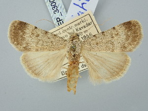  ( - BGE_ZSM_LEP_3300)  @11 [ ] by-nc-sa (2025) SNSB, Staatliche Naturwissenschaftliche Sammlungen Bayerns ZSM (SNSB, Zoologische Staatssammlung Muenchen)