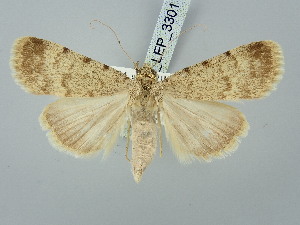 ( - BGE_ZSM_LEP_3301)  @11 [ ] by-nc-sa (2025) SNSB, Staatliche Naturwissenschaftliche Sammlungen Bayerns ZSM (SNSB, Zoologische Staatssammlung Muenchen)