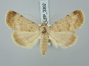  ( - BGE_ZSM_LEP_3302)  @11 [ ] by-nc-sa (2025) SNSB, Staatliche Naturwissenschaftliche Sammlungen Bayerns ZSM (SNSB, Zoologische Staatssammlung Muenchen)
