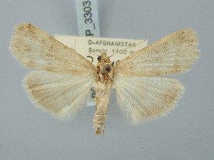  ( - BGE_ZSM_LEP_3303)  @11 [ ] by-nc-sa (2025) SNSB, Staatliche Naturwissenschaftliche Sammlungen Bayerns ZSM (SNSB, Zoologische Staatssammlung Muenchen)