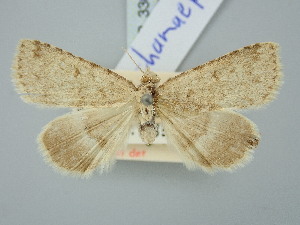  ( - BGE_ZSM_LEP_3304)  @11 [ ] by-nc-sa (2025) SNSB, Staatliche Naturwissenschaftliche Sammlungen Bayerns ZSM (SNSB, Zoologische Staatssammlung Muenchen)